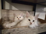 Chatons de race Maine Coon à vendre (5 femelles & 4 mâles)