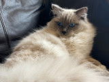 Chat de race Ragdoll &agrave; na&icirc;tre