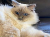 Chat de race Ragdoll &agrave; na&icirc;tre