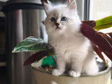 Chatons Sibérien neva masquerade LOOF à vendre