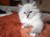 Chatons Sibérien neva masquerade LOOF à vendre