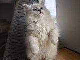 Chatons Sibérien neva masquerade LOOF à vendre