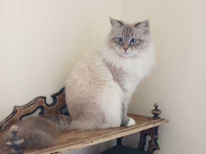 Chat Sibérien neva masquerade à vendre