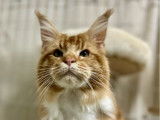 À vendre un chat Maine Coon red ticked LOOF d’un an