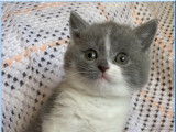 2 chatons mâles Scottish Straight LOOF bicolores à réserver
