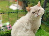 Un chat adulte Selkirk Rex bleu tabby point LOOF pour saillie
