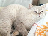 Un chat adulte Selkirk Rex bleu tabby point LOOF pour saillie