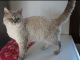 Un chat adulte Selkirk Rex bleu tabby point LOOF pour saillie