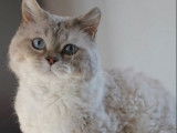 Un chat adulte Selkirk Rex bleu tabby point LOOF pour saillie