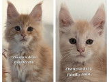 2 chatons mâles Maine Coons rouge tacheté à réserver (LOOF)