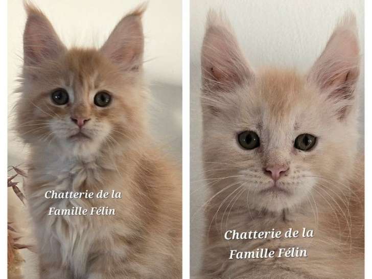 2 chatons mâles Maine Coons rouge tacheté à réserver (LOOF)