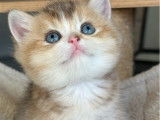 Un chaton mâle British Shorthair black golden LOOF à réserver