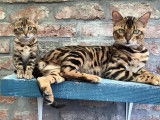 Mâle Bengal pour saillie