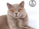 Un chat adulte British Shorthair lilas LOOF pour saillie