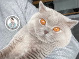Un chat adulte British Shorthair lilas LOOF pour saillie
