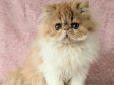 Une chatonne Persan bicolore disponible à la vente (LOOF)