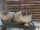 Disponible pour saillie un chat Ragdoll blue point LOOF d’un an