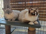 Disponible pour saillie un chat Ragdoll blue point LOOF d’un an