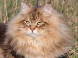 Un chat Sibérien brown LOOF de 3 ans disponible à la vente
