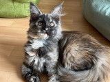 1 chatonne Maine Coon LOOF à vendre