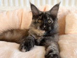 1 chatonne Maine Coon LOOF à vendre