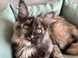 1 chatonne Maine Coon LOOF à vendre