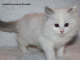 2 chatonnes Ragdolls blue point et blanc à réserver (LOOF)