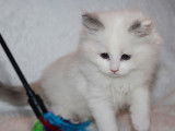 2 chatonnes Ragdolls blue point et blanc à réserver (LOOF)
