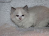2 chatonnes Ragdolls blue point et blanc à réserver (LOOF)