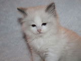 2 chatonnes Ragdolls blue point et blanc à réserver (LOOF)