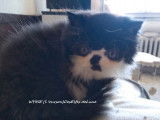 Disponibles à l’achat 2 chatons Persans LOOF