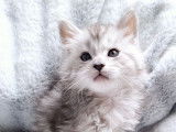 2 chatonnes Maine Coon LOOF disponibles à la réservation