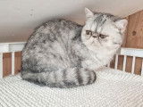 Une chatte Exotic Shorthair LOOF black silver de 3 ans à vendre