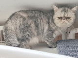 Une chatte Exotic Shorthair LOOF black silver de 3 ans à vendre