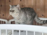 Une chatte Exotic Shorthair LOOF black silver de 3 ans à vendre