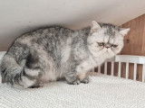 Une chatte Exotic Shorthair LOOF black silver de 3 ans à vendre