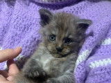 Un chaton mâle Maine Coon LOOF bleu smoke à réserver