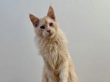 À vendre 2 chatons mâles Maine Coons LOOF red silver
