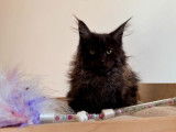 Un chaton mâle Maine Coon LOOF black smoke disponible à la vente