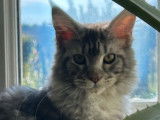 Une chatte Maine Coon d’un an black silver LOOF à vendre