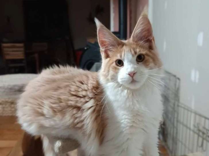 Un chaton mâle Maine Coon LOOF à vendre