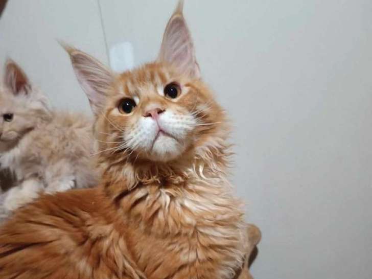 Disponibles à l’achat 2 chatons mâles Maine Coons LOOF