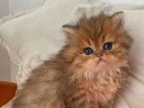 2 chatons Persans black golden shaded disponibles à l’achat