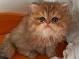 2 chatons Persans black golden shaded disponibles à l’achat