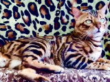 Mâle Bengal disponible pour saillie