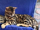 Mâle Bengal disponible pour saillie