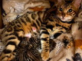 Chatons Bengal à vendre ♡♡♡♡♡♡♡♡