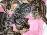 Chatons Bengal à vendre ♡♡♡♡♡♡♡♡