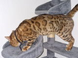 Chatons Bengal à vendre ♡♡♡♡♡♡♡♡