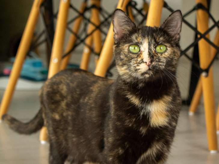 Dinah, chatte à adopter